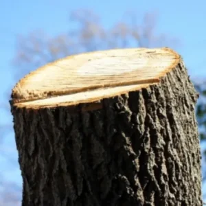 高木　特殊伐採 - After