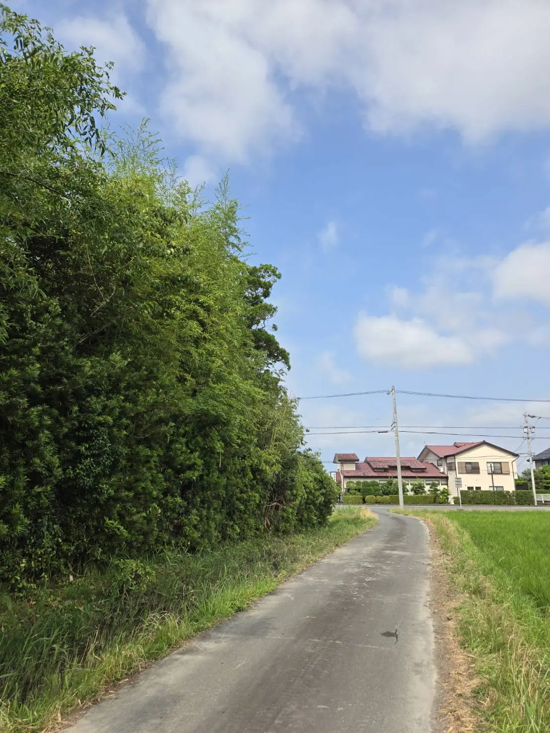 一宮市｜費用を抑える高木伐採事例 - After