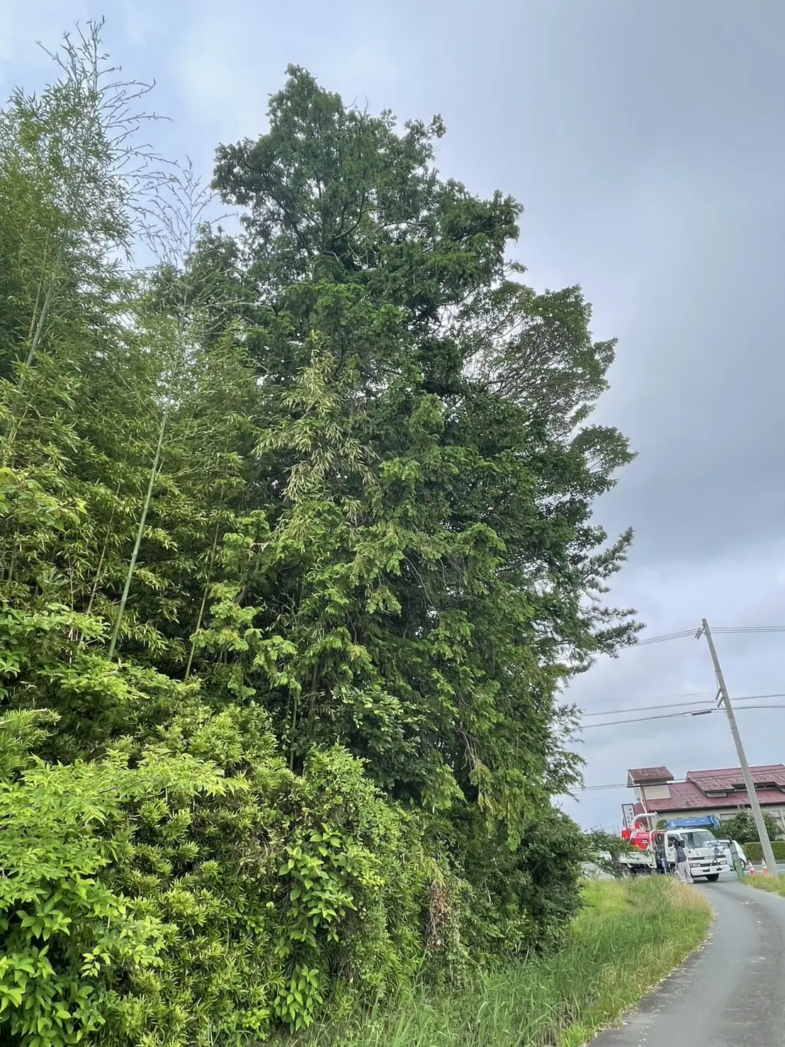 一宮市｜費用を抑える高木伐採事例 - Before