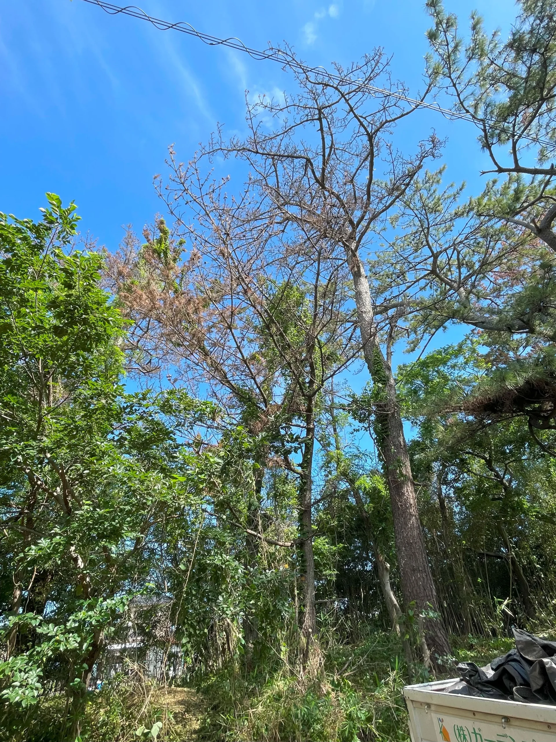 春日井市｜雑木林の危険木を伐採 - Before