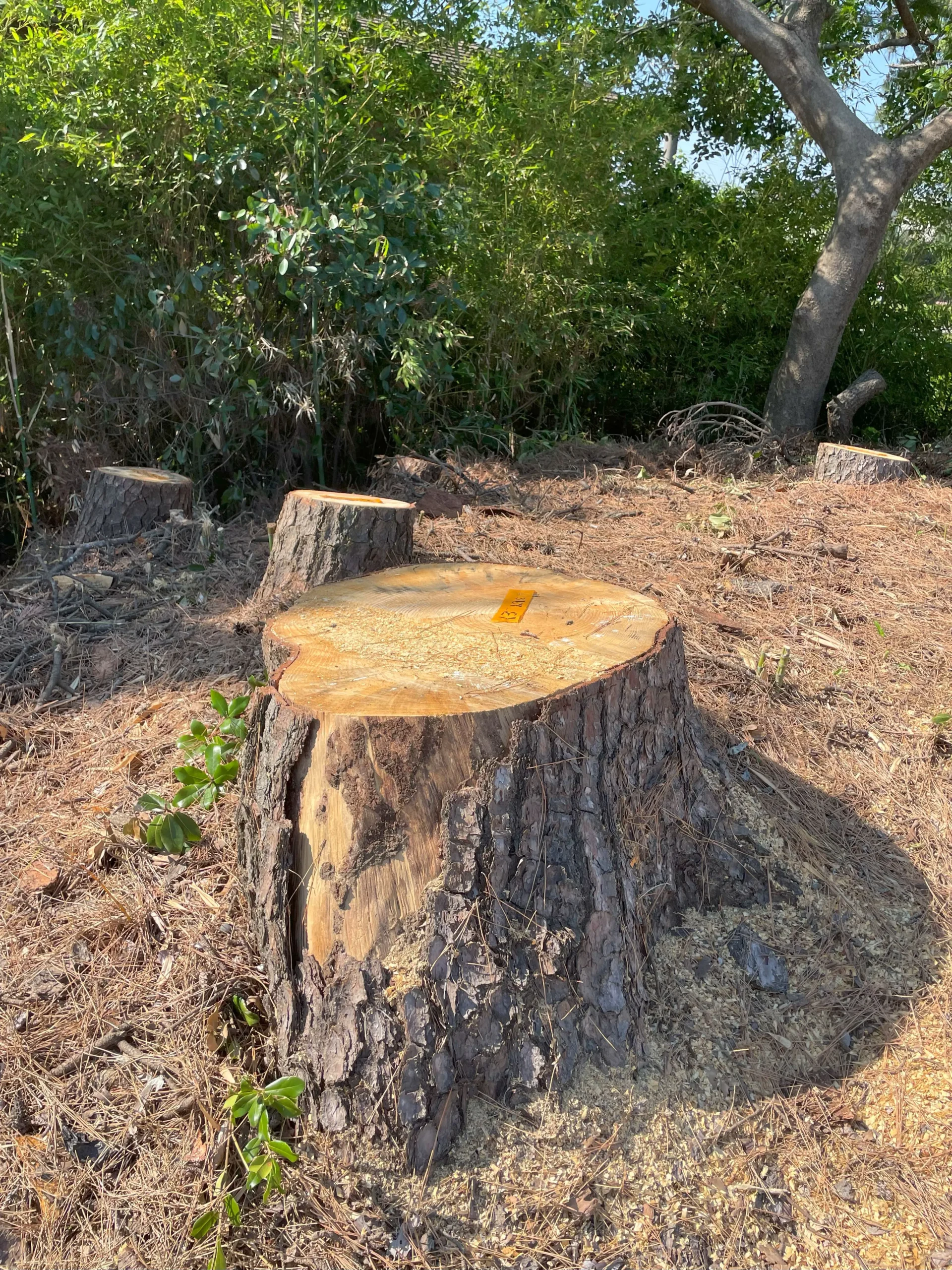 春日井市｜雑木林の危険木を伐採 - After