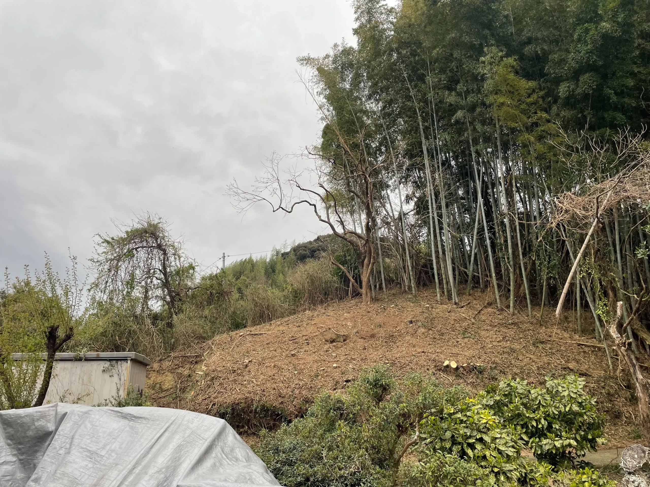 【伐採事例】愛知県稲沢市｜密集した竹林の伐採・粉砕処分で住環境を再生 - After