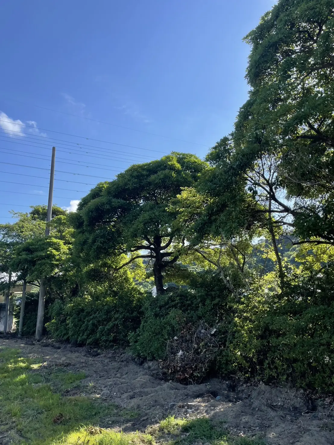 羽島市で学校施設の伐採作業｜テニスコート解体に伴う支障木撤去 - Before