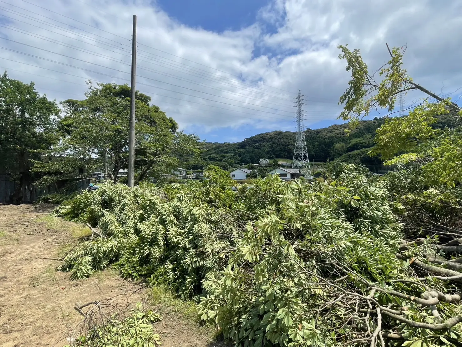 羽島市で学校施設の伐採作業｜テニスコート解体に伴う支障木撤去 - After