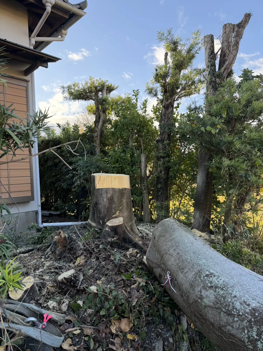 小牧市で樹齢100年のケヤキを伐採｜住宅に隣接した高木伐採の作業事例 - After