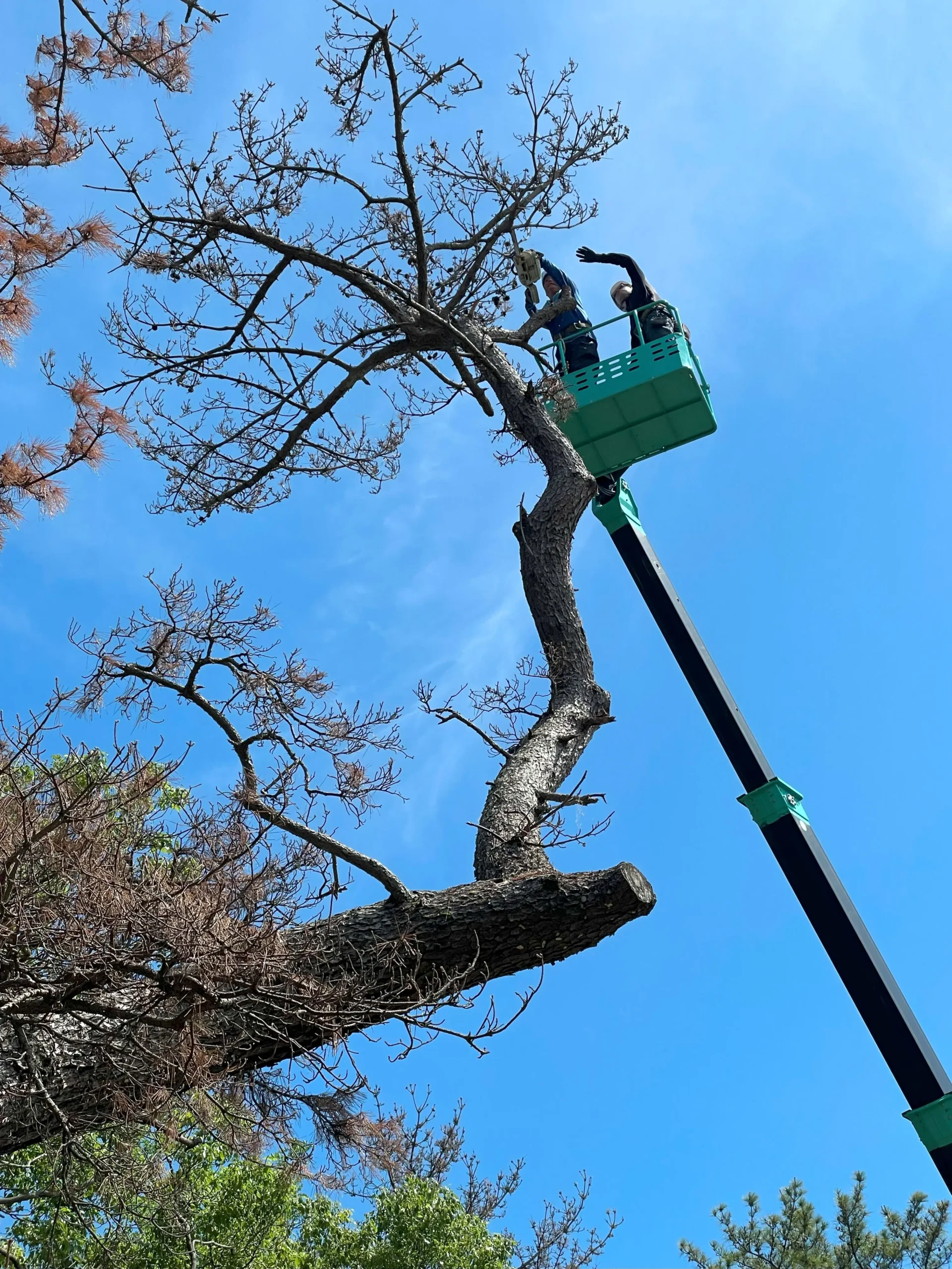 各務原市で松くい虫被害の松を伐採｜高所作業車による高木撤去事例 - Before