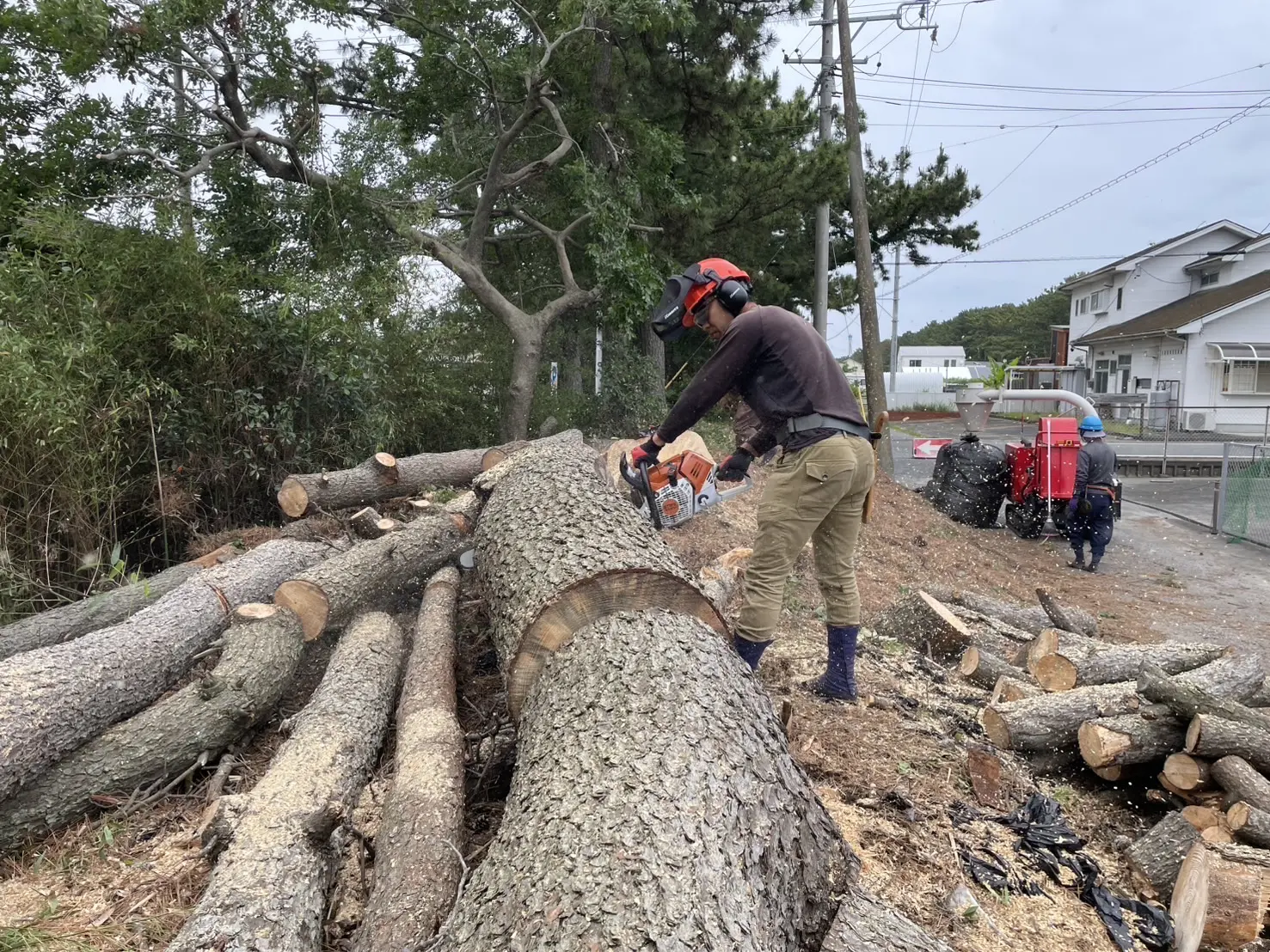 各務原市で松くい虫被害の松を伐採｜高所作業車による高木撤去事例 - After