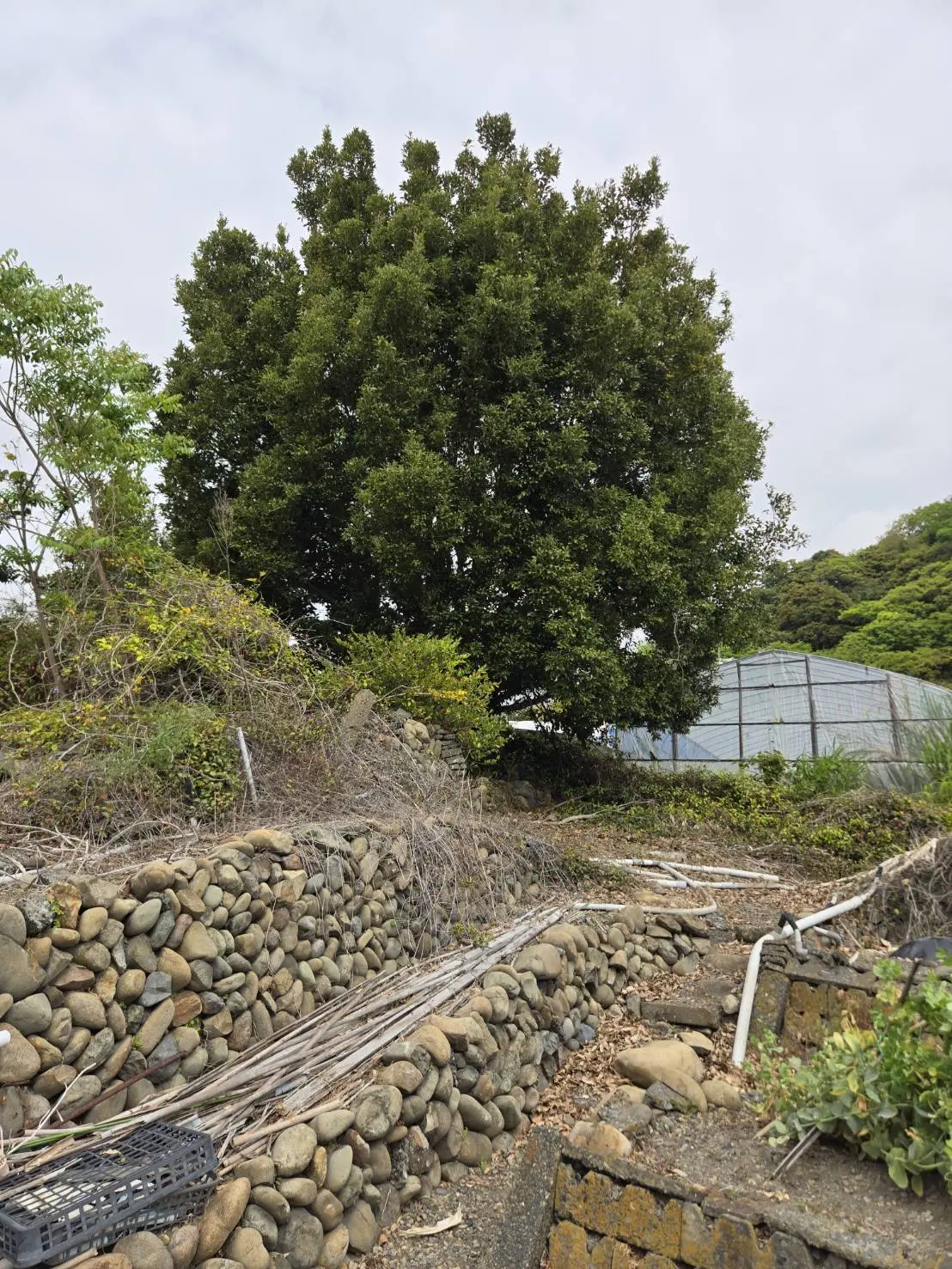 一宮市でシイノキの伐採・高木伐採なら｜特殊伐採プロ 伐採 愛知管轄の施工事例 - Before