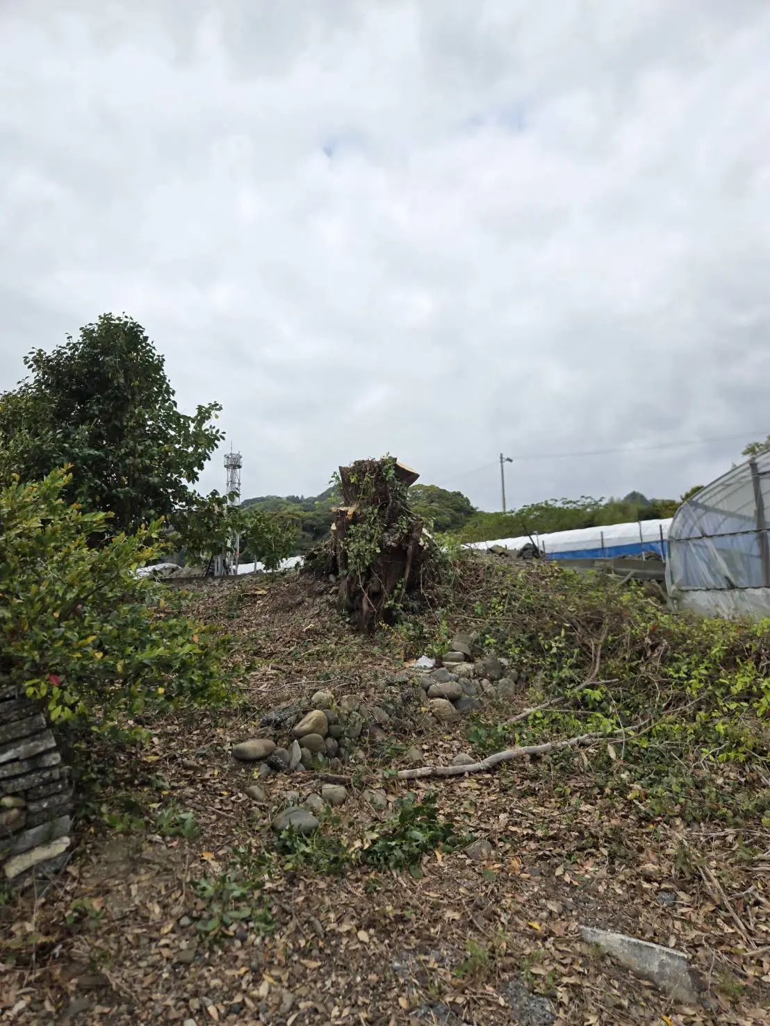 一宮市でシイノキの伐採・高木伐採なら｜特殊伐採プロ 伐採 愛知管轄の施工事例 - After