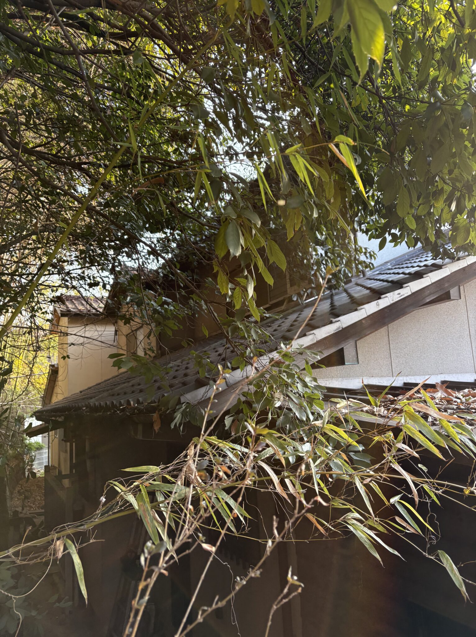 稲沢市で住宅裏の竹・樹木を伐採｜屋根を守る特殊伐採の施工事例 - Before