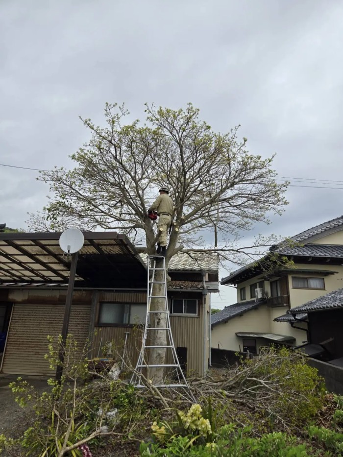 春日井市でテラス屋根を守るモチノキの特殊伐採｜狭い庭でもロープで安全に解決 - Before