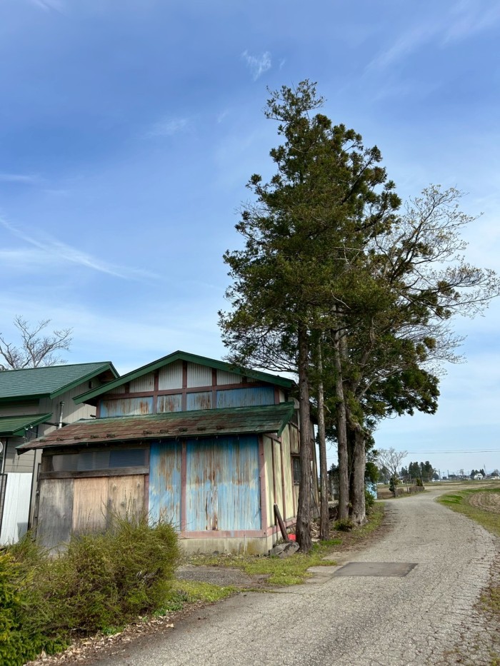 羽島市で物置に密着した杉6本を安全に伐採｜特殊伐採プロ 伐採 愛知管轄 - Before